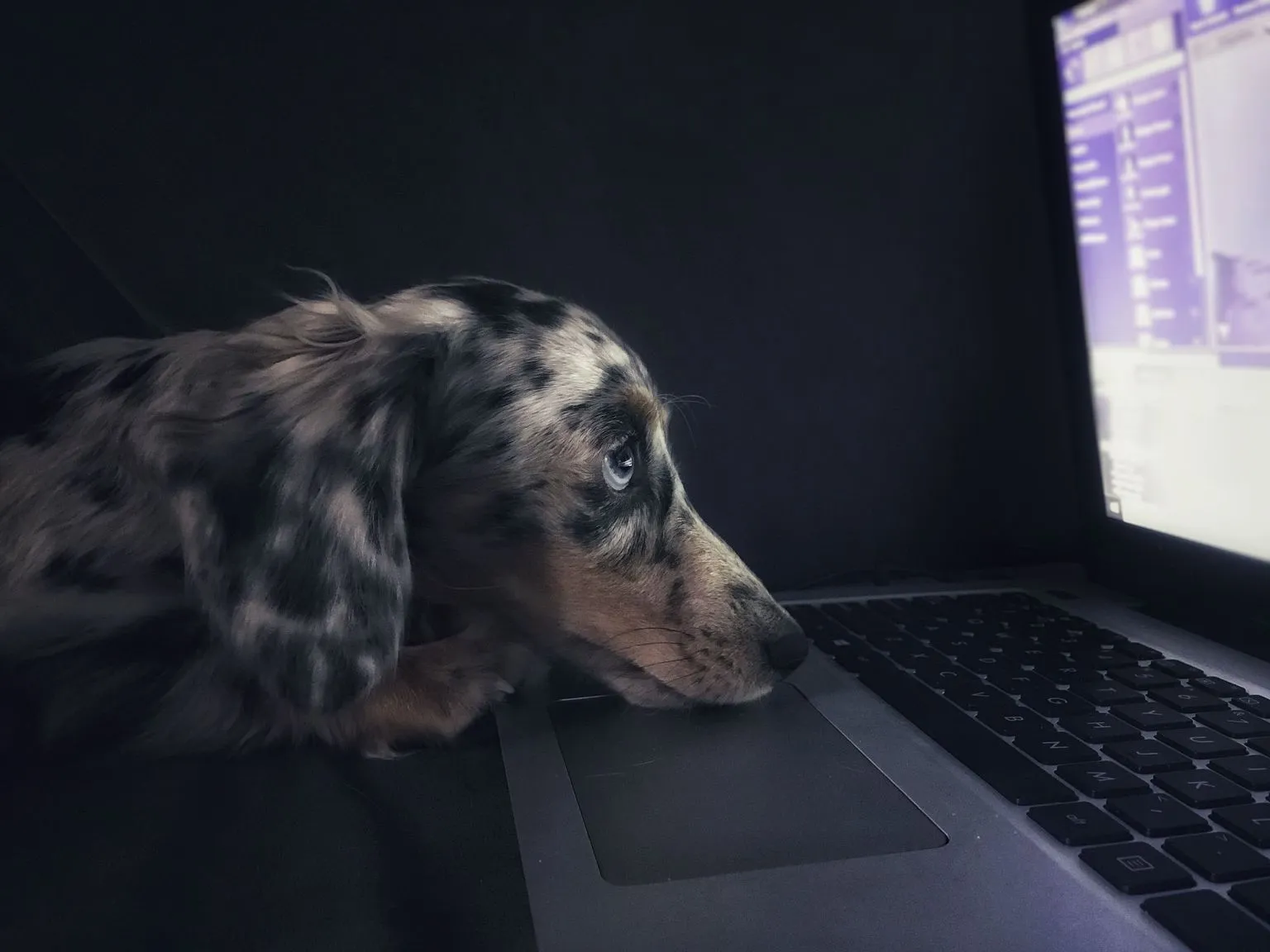 Are your pet apps giving cybercriminals information about you