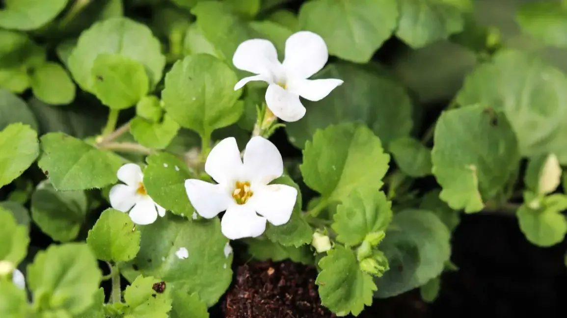 Best Brahmi Capsules for Brain Health and Mental Clarity